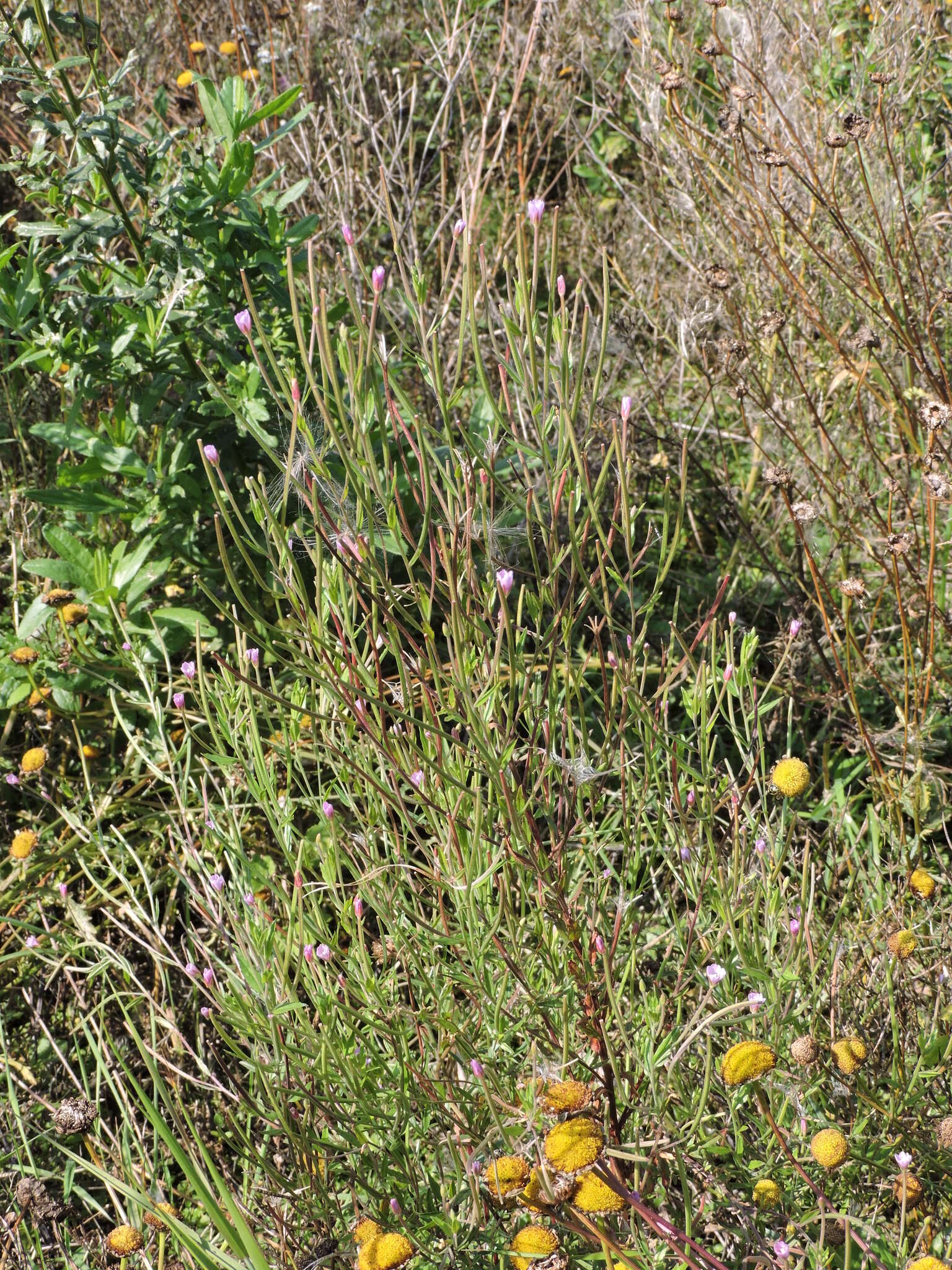 Image of Epilobium lamyi F. W. Schultz