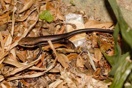 Image of Trachylepis wahlbergii (Peters 1870)