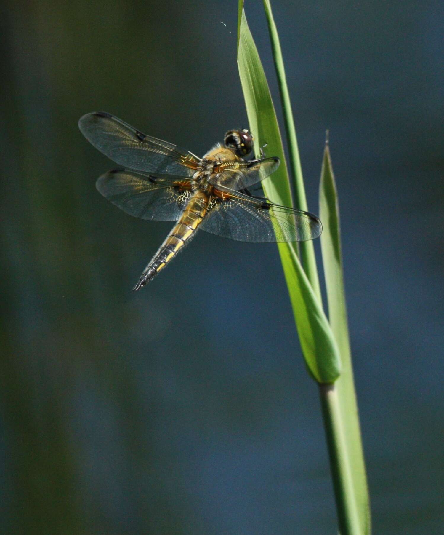 Image of Four-spotted Chaser