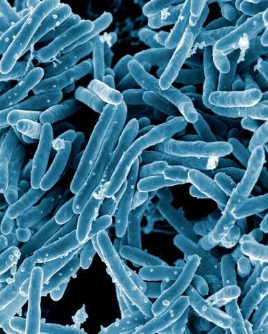 Imagem de 'Mycobacterium tuberculosis complex'