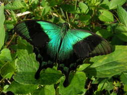 Image of Papilio peranthus Fabricius 1787