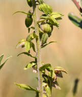 Image of Epipactis helleborine subsp. neerlandica (Verm.) Buttler