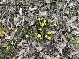 Image de Conostylis setigera R. Br.