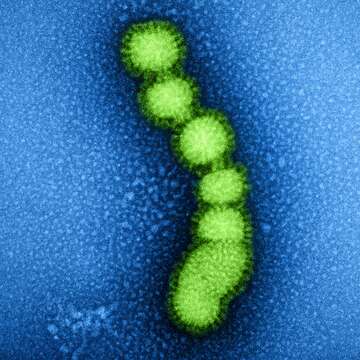 Image of Influenza A virus