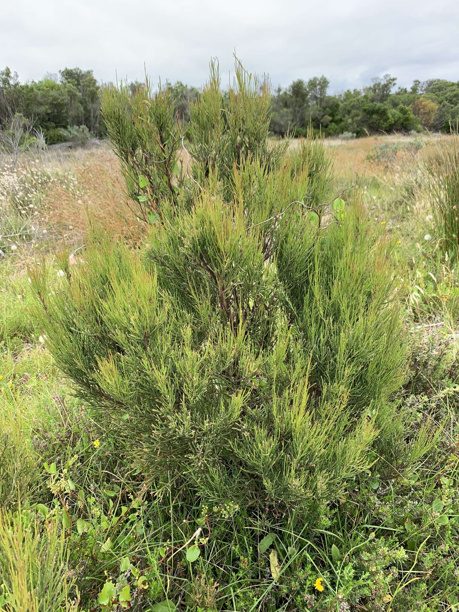 Image of Exocarpos syrticola (F. Müll. ex Miq.) Stauffer