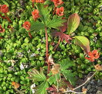 Image de Potentilla vulcanicola Juz.