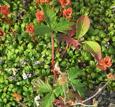 Image of Potentilla vulcanicola Juz.