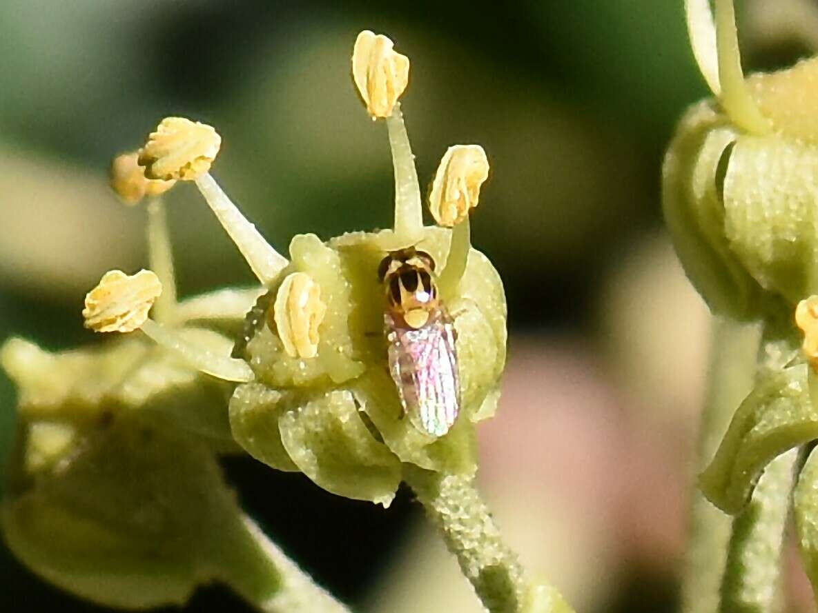 Image of Thaumatomyia notata (Meigen 1830)