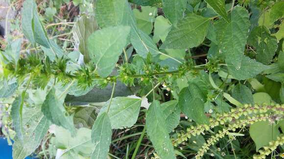 Imagem de Acalypha virginica L.