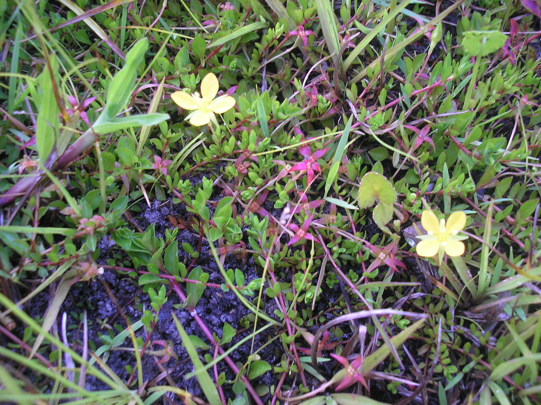 Image of Pond Primrose-Willow