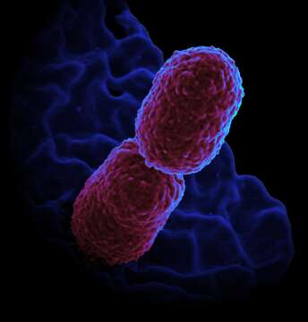 Image of Klebsiella V. B. A. Trevisan 1885