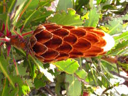 Image of Transvaal mountain sugarbush