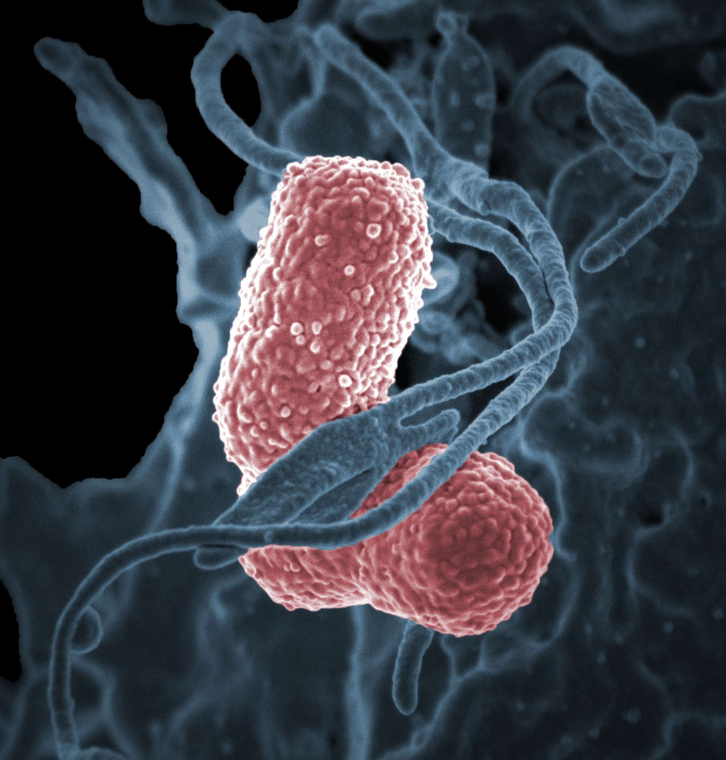 Image of Klebsiella V. B. A. Trevisan 1885