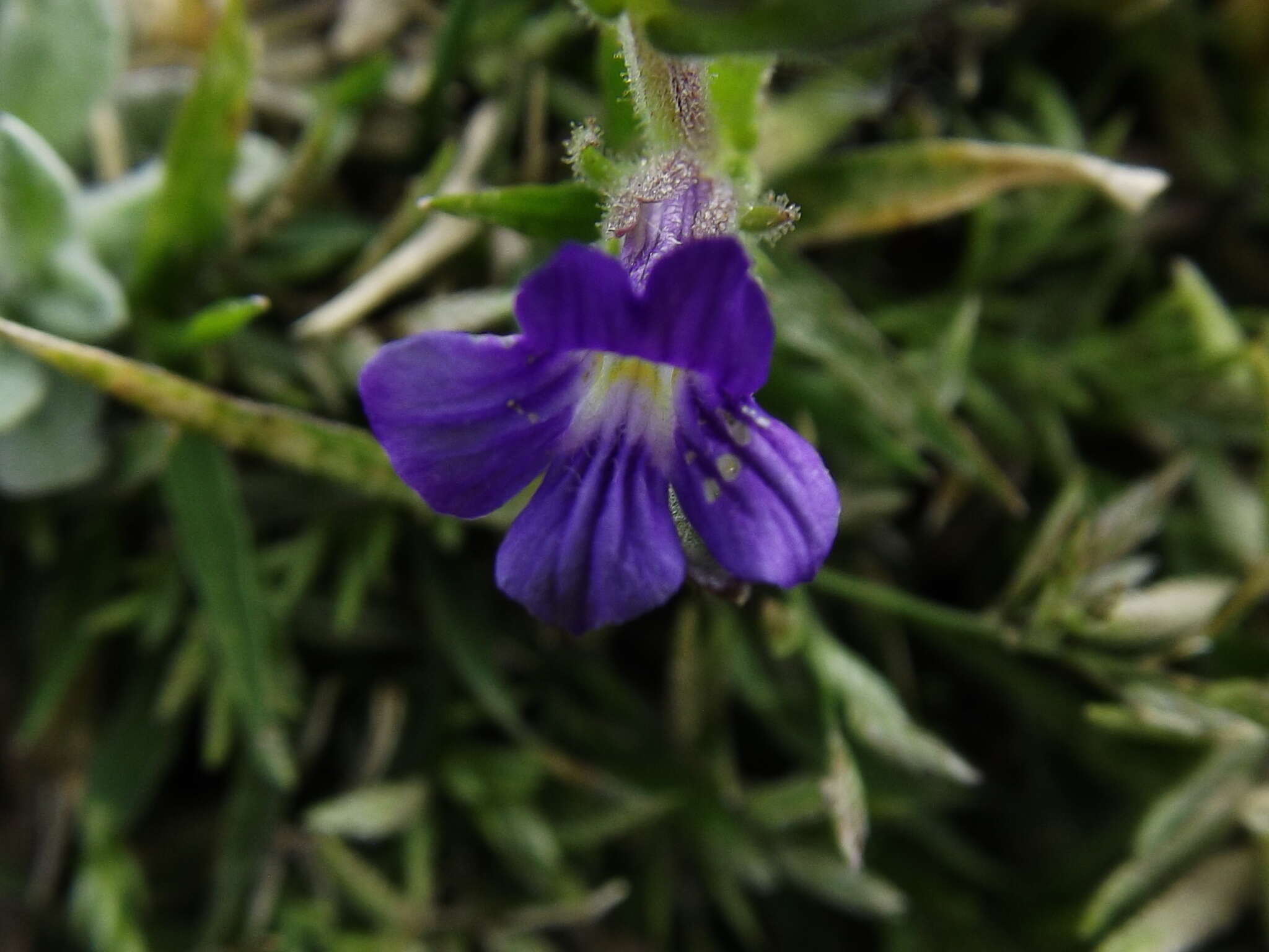 Plancia ëd Stemodia bartsioides Benth.