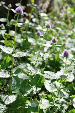 Image of western giant hyssop