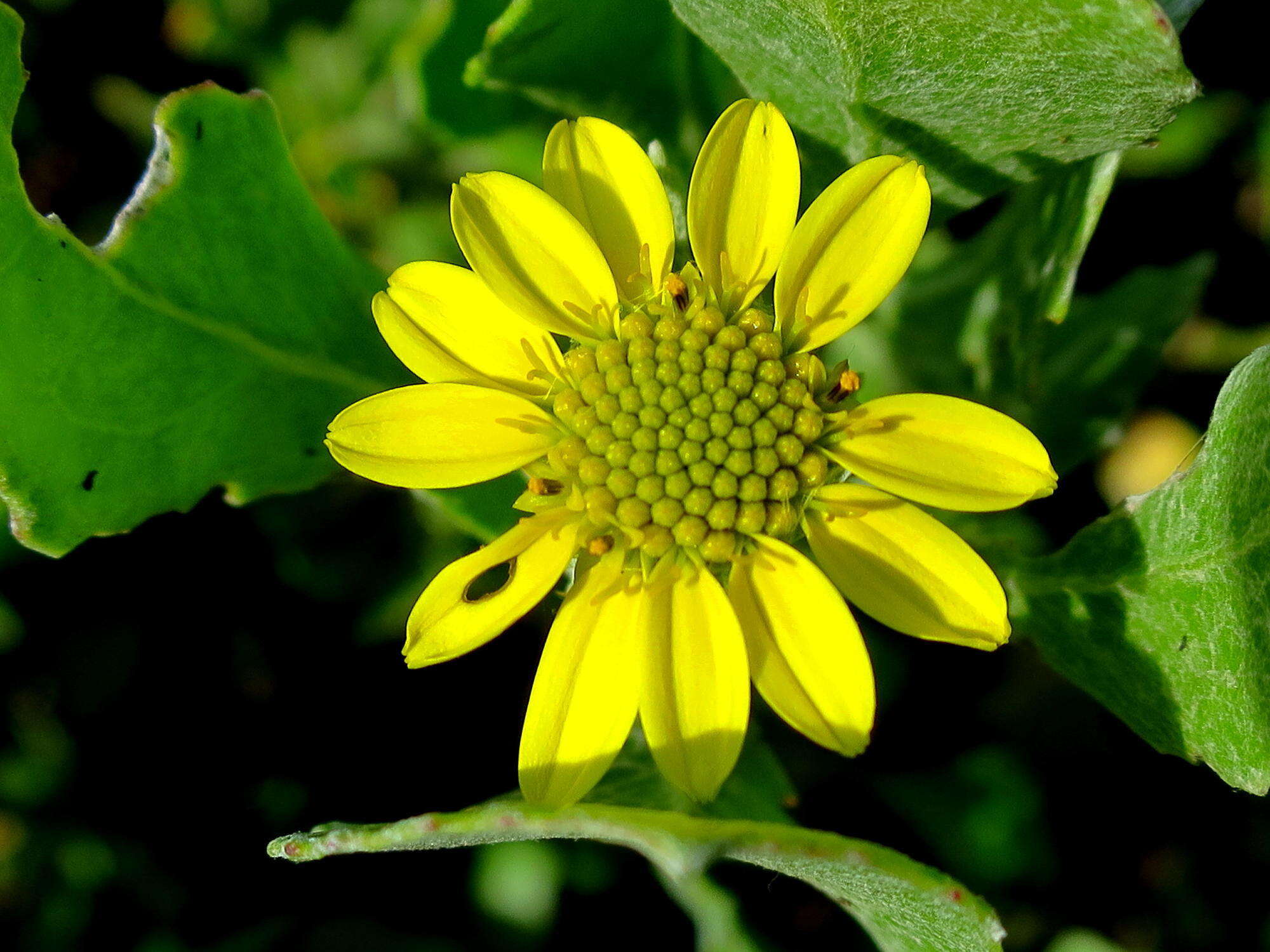 Image of Osteospermum moniliferum subsp. pisiferum (L.) J. C. Manning & Goldblatt