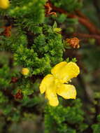 Image of Hypericum goyanesii Cuatrec.