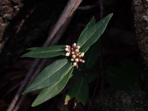 صورة Leichhardtia suaveolens (R. Br.) P. I. Forst.