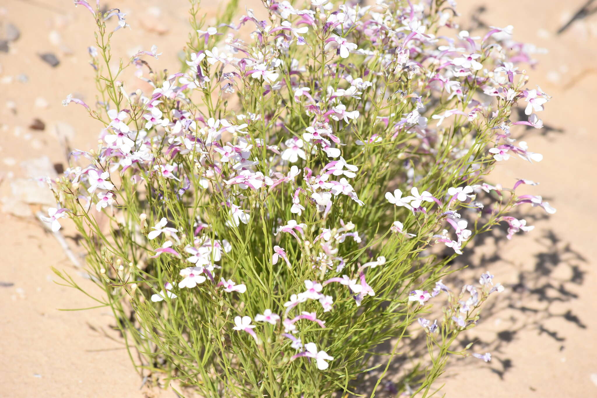 Image of gilia beardtongue