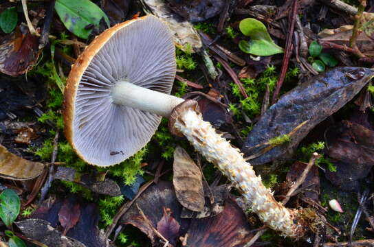 Image of Leratiomyces squamosus (Pers.) Bridge & Spooner 2008