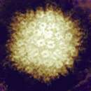 Image of Human herpesvirus 3