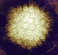 Image of Human herpesvirus 3