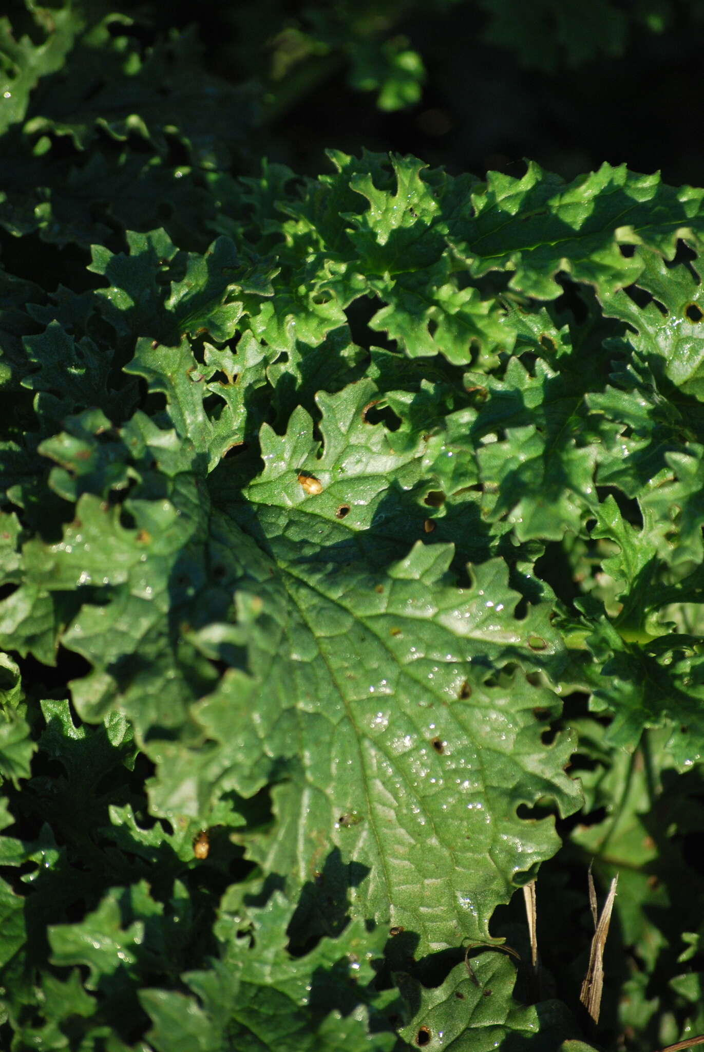 Image of Tansy Ragwort Flea Beetle