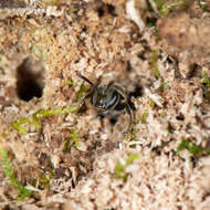 Lasioglossum subviridatum (Cockerell 1938) resmi