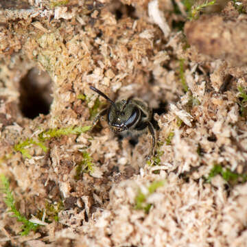 Image of Lasioglossum subviridatum (Cockerell 1938)