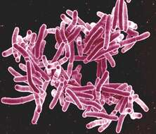 Image of 'Mycobacterium tuberculosis complex'