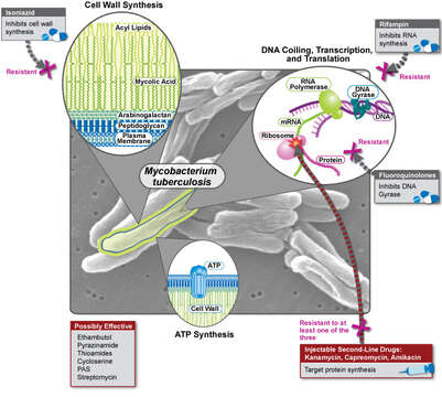 Imagem de 'Mycobacterium tuberculosis complex'