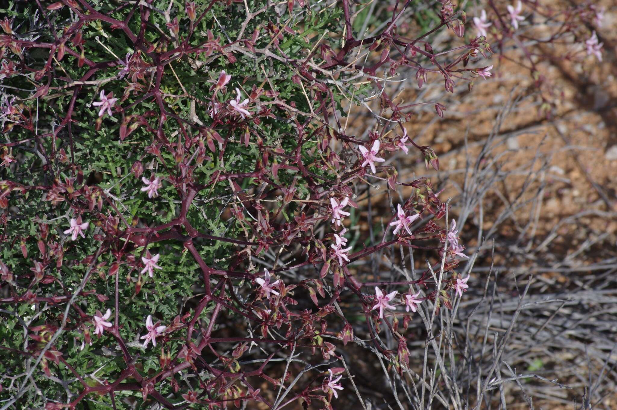 Image of Pelargonium crithmifolium J. E. Sm.