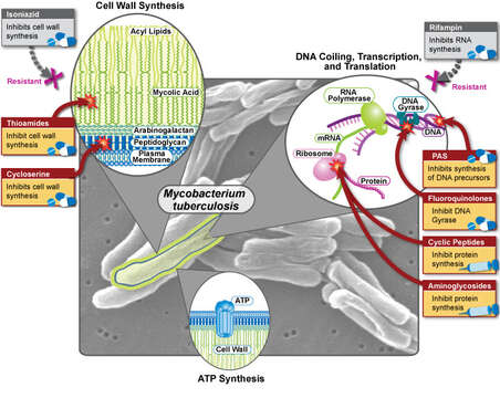 Image of 'Mycobacterium tuberculosis complex'