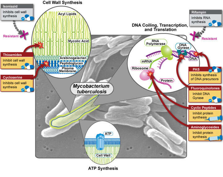 Imagem de 'Mycobacterium tuberculosis complex'