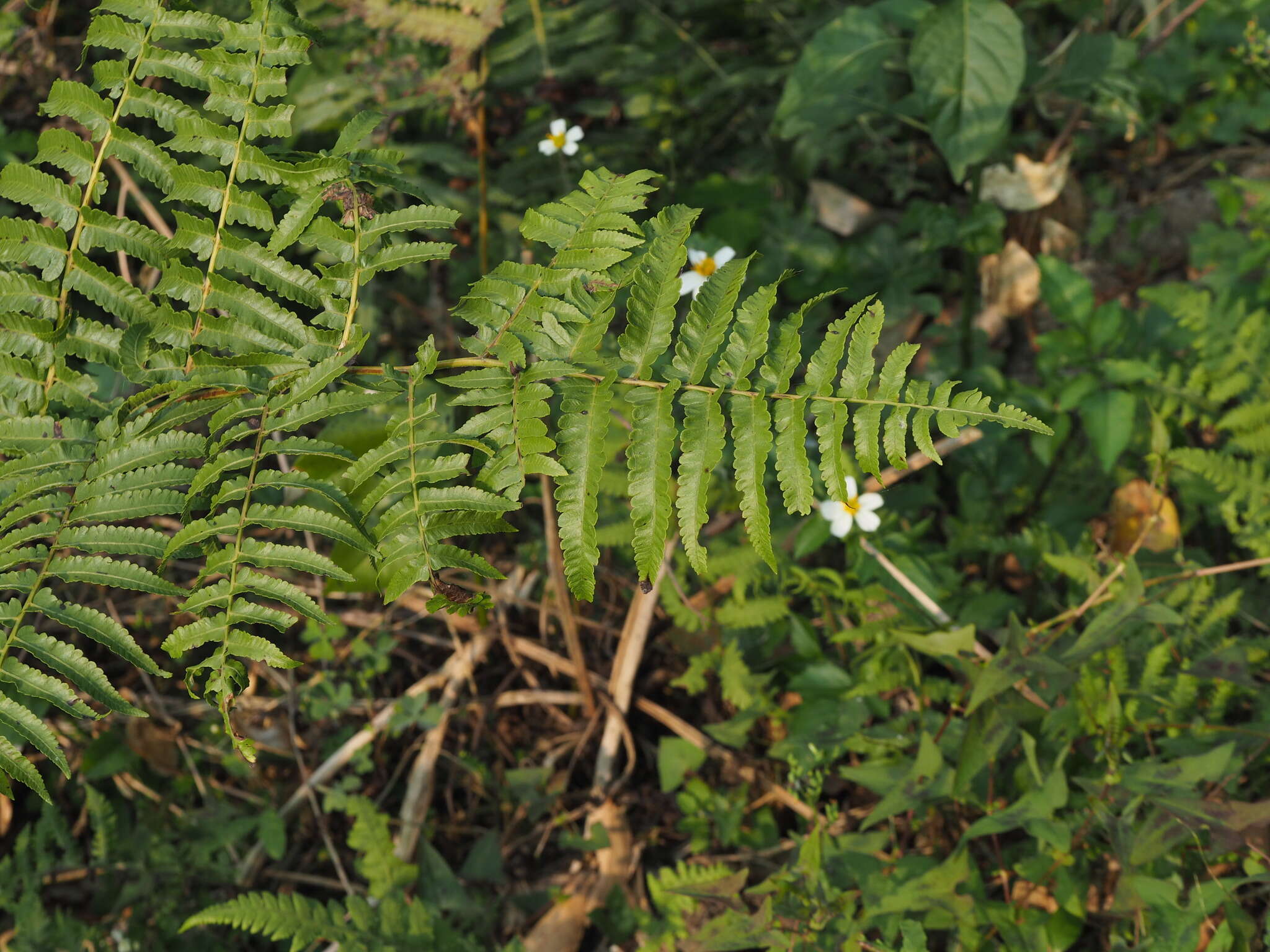 Слика од Diplazium esculentum (Retz.) Sw.