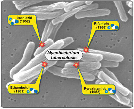 Imagem de 'Mycobacterium tuberculosis complex'