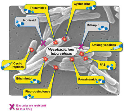 Image of 'Mycobacterium tuberculosis complex'