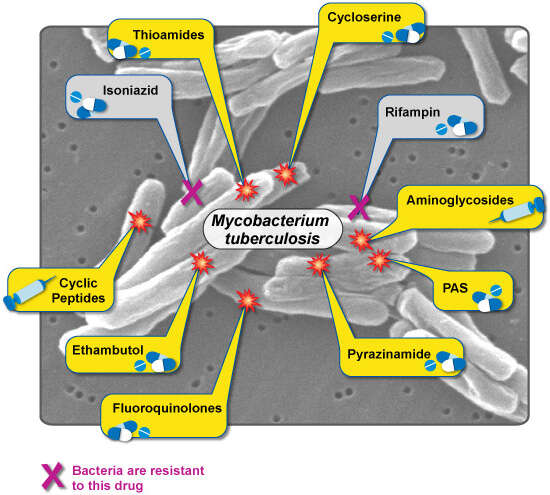 Imagem de 'Mycobacterium tuberculosis complex'