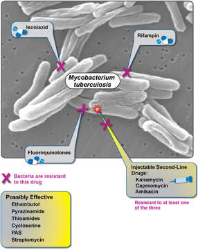 Image of 'Mycobacterium tuberculosis complex'