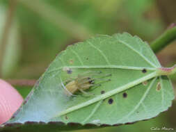 Слика од Cheiracanthium inclusum (Hentz 1847)