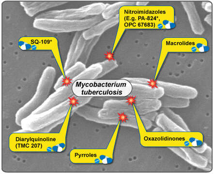 Imagem de 'Mycobacterium tuberculosis complex'