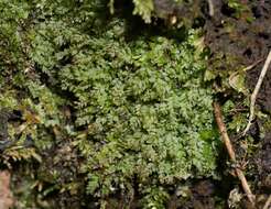 Image of stellar calcareous moss