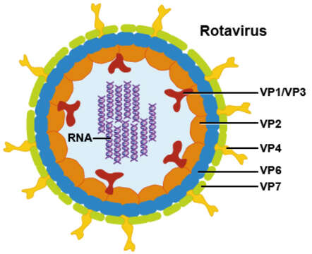 Image of Rotavirus