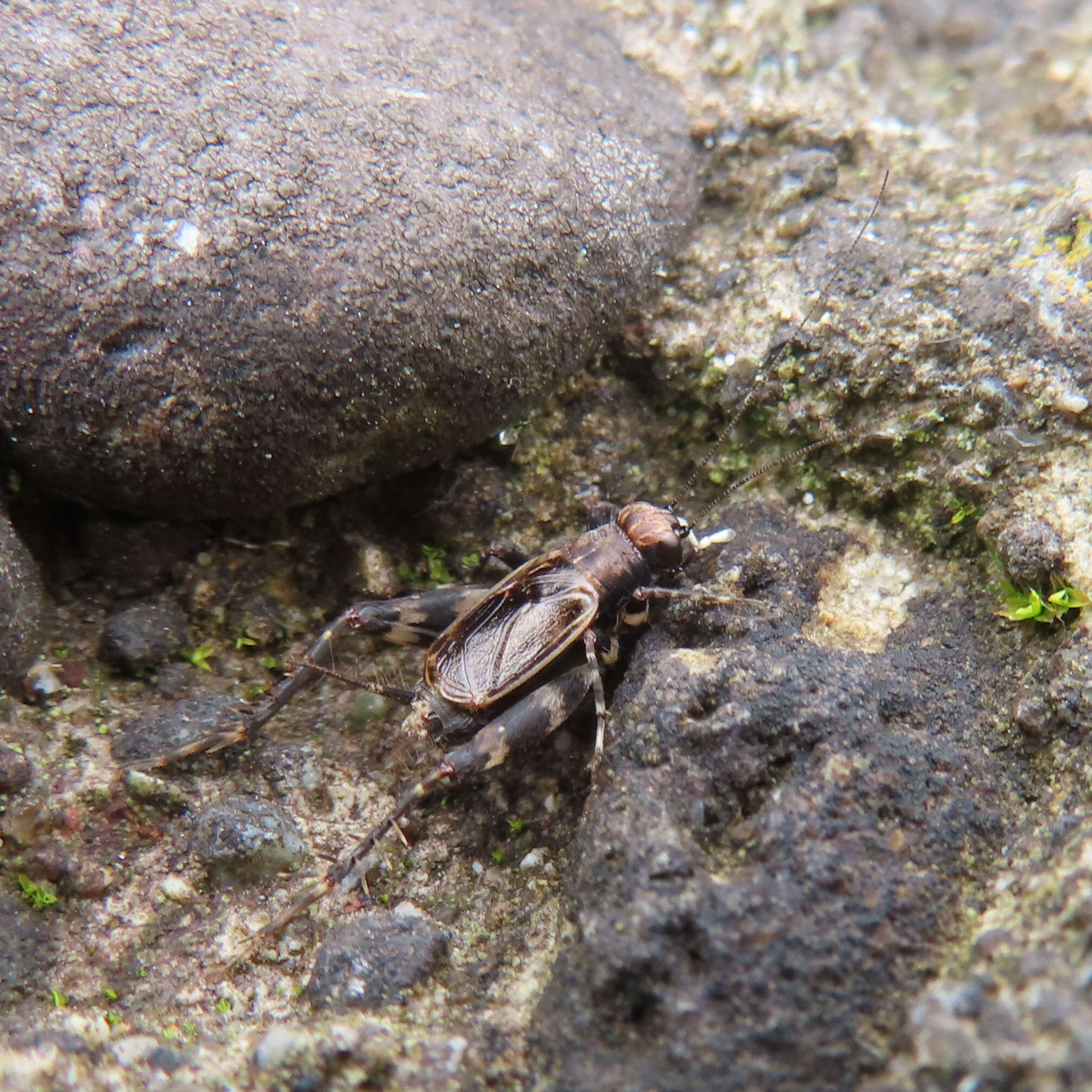 Plancia ëd Dianemobius fascipes nigrofasciatus (Matsumura 1904)