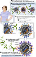 Image of Influenza A virus