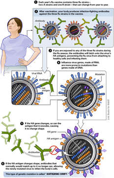 Image of Influenza A virus