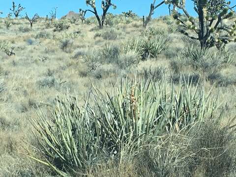 Image de Yucca baccata var. baccata