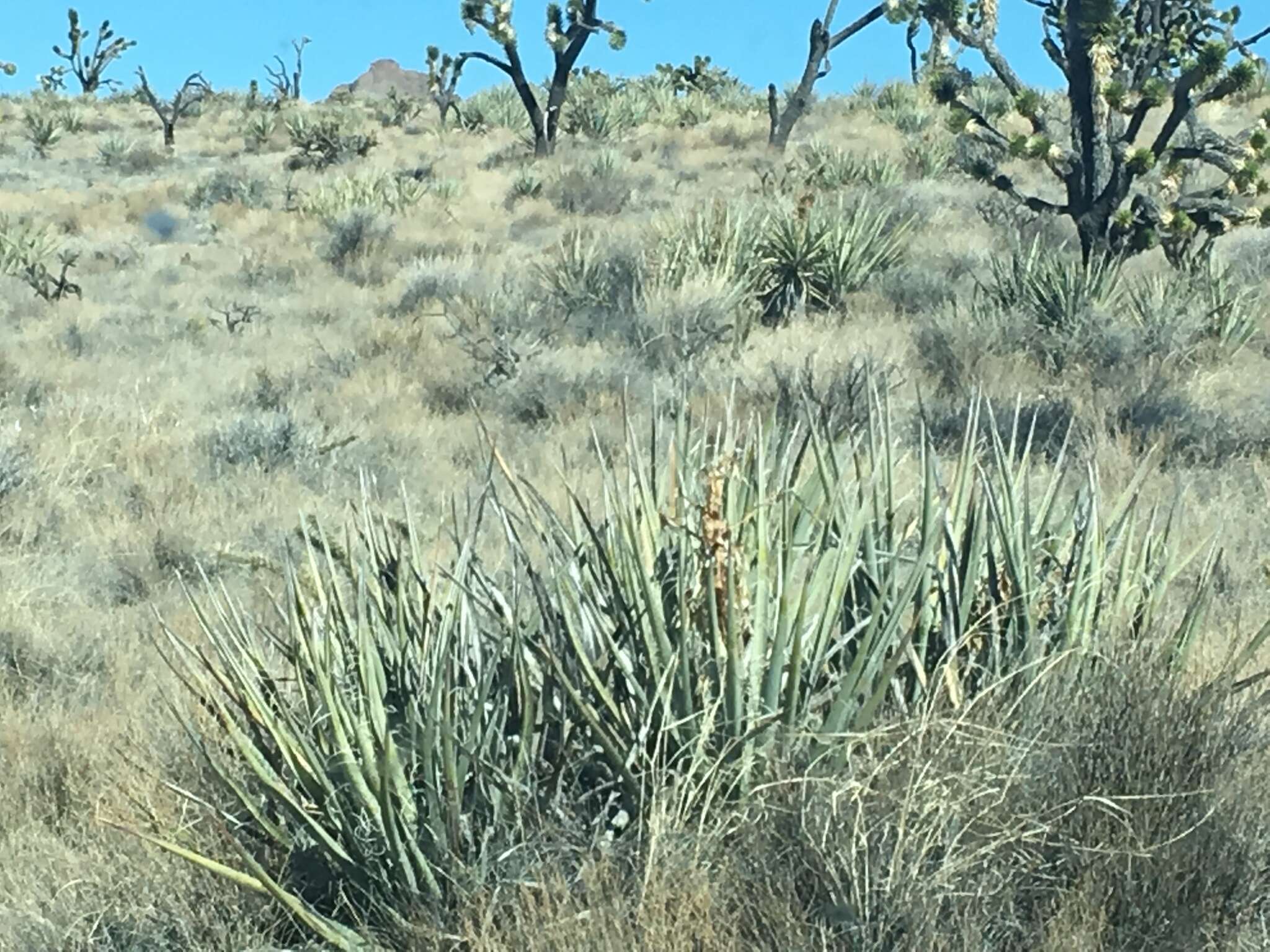 Yucca baccata var. baccata resmi