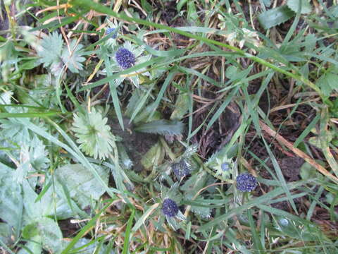 Image de Eryngium carlinae Delar.