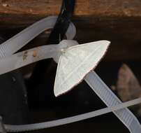 Image of Oenochroma infantilis Prout 1910